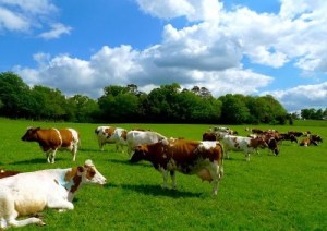 The herd of beautiful MRI cows, all with their horns, at Old Plaw Hatch Farm.