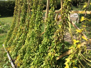 The light root stems growing up the strings of the wooden framework.