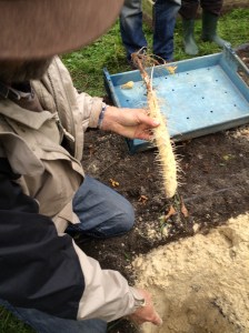 Ralf Roessner holding the first light root to be harvested at Emerson College.