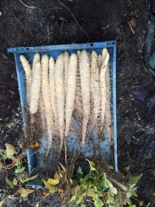 Radiant roots - some of Emerson College's first harvest of the light root.