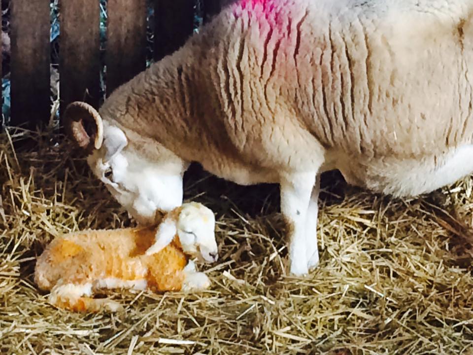 Tablehurst sheep and lamb