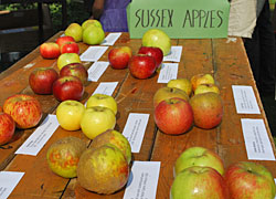 sussex-apples-via-welovebrighton-com